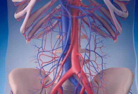 Vascular Surgery